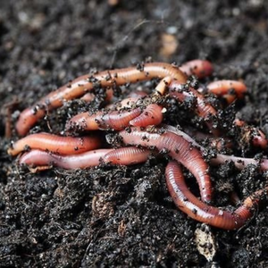 Composting Earthworms Adult - Eisenia Fetida / Tiger Worms / Kariba Worms / Red Wigglers Back to the Earth