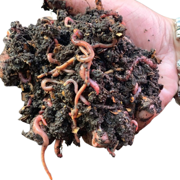 Composting Earthworms Mixed Sizes (no babies) - Eisenia Foetida / Tiger Worms / Kariba Worms / Red Wigglers Back to the Earth